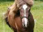 onz paard